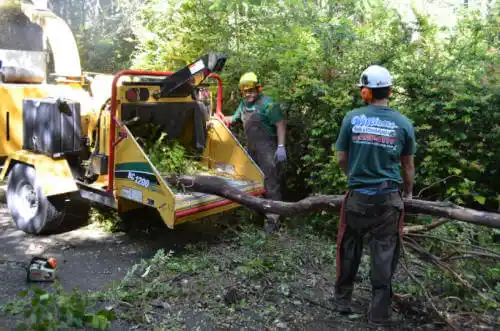 tree services St. Lucie Village